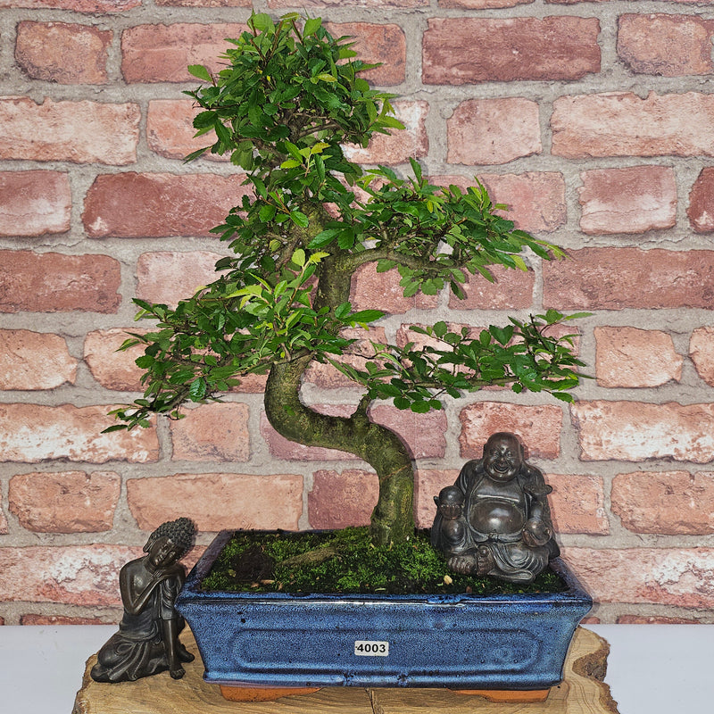 Chinese Elm (Ulmus Parvifolia) Bonsai Tree | Shaped | In 25cm Pot