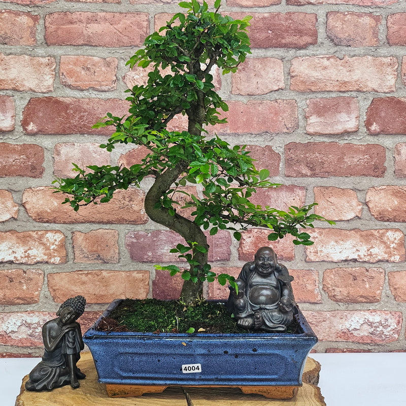 Chinese Elm (Ulmus Parvifolia) Bonsai Tree | Shaped | In 25cm Pot