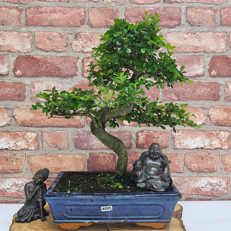 Chinese Elm (Ulmus Parvifolia) Bonsai Tree | Shaped | In 25cm Pot