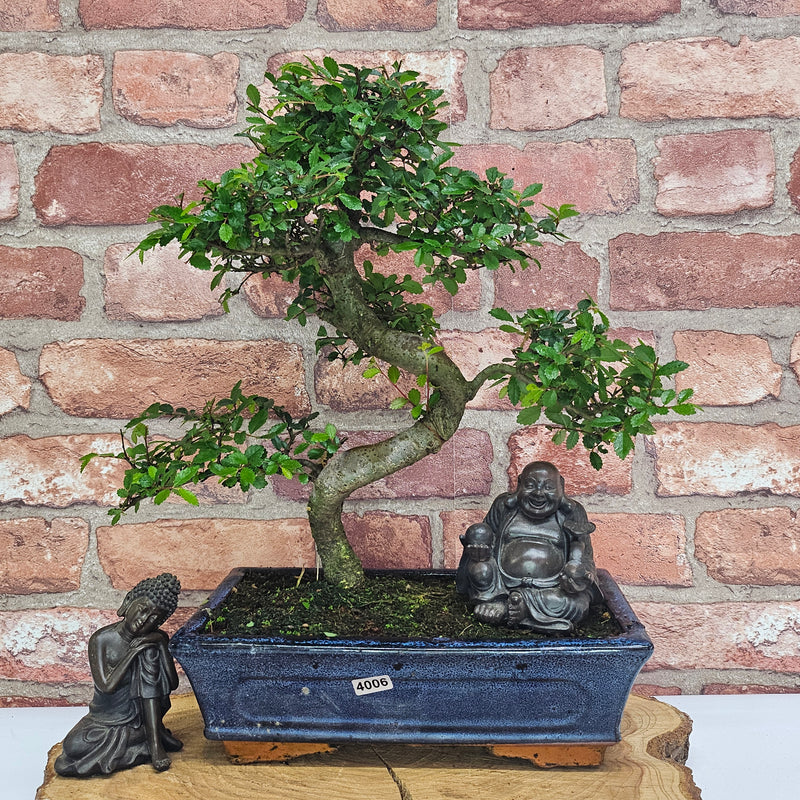 Chinese Elm (Ulmus Parvifolia) Bonsai Tree | Shaped | In 25cm Pot