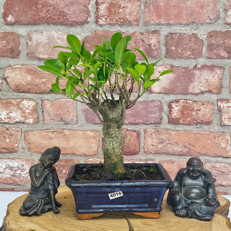 Ficus Microcarpa (Banyan Fig) Indoor Bonsai Tree | Broom | In 15cm Pot