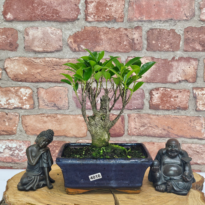 Ficus Microcarpa (Banyan Fig) Indoor Bonsai Tree | Broom | In 15cm Pot