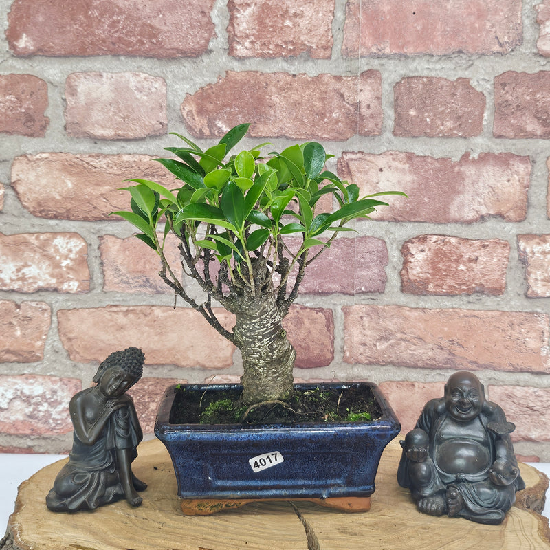 Ficus Microcarpa (Banyan Fig) Indoor Bonsai Tree | Broom | In 15cm Pot