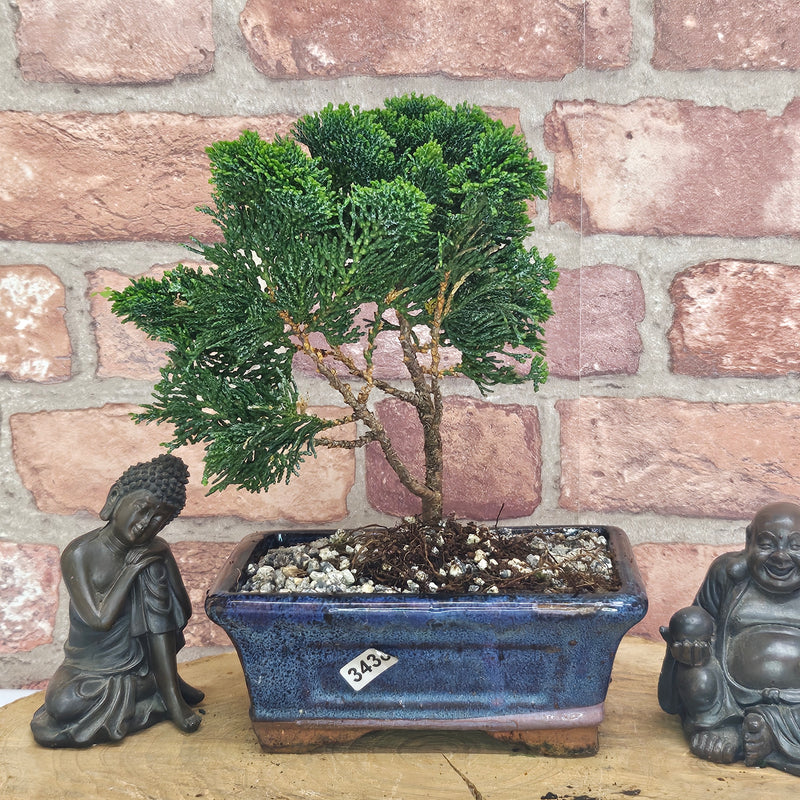 Cypress (Chamaecyparis) Bonsai Tree | Informal Upright | In 15cm Pot