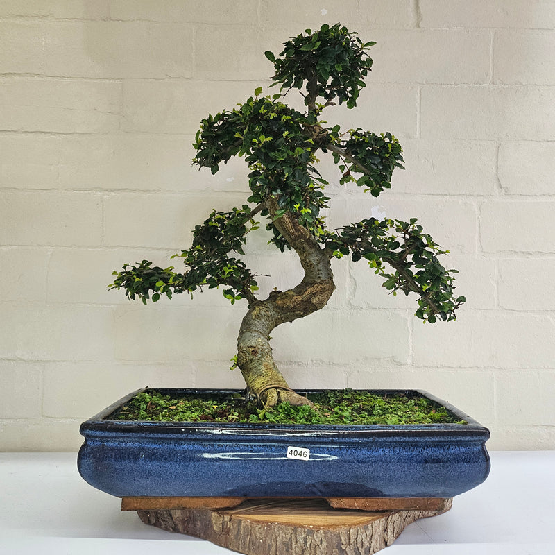 Large Chinese Elm (Ulmus Parvifolia) Bonsai Tree | Shaped | In 40cm Pot