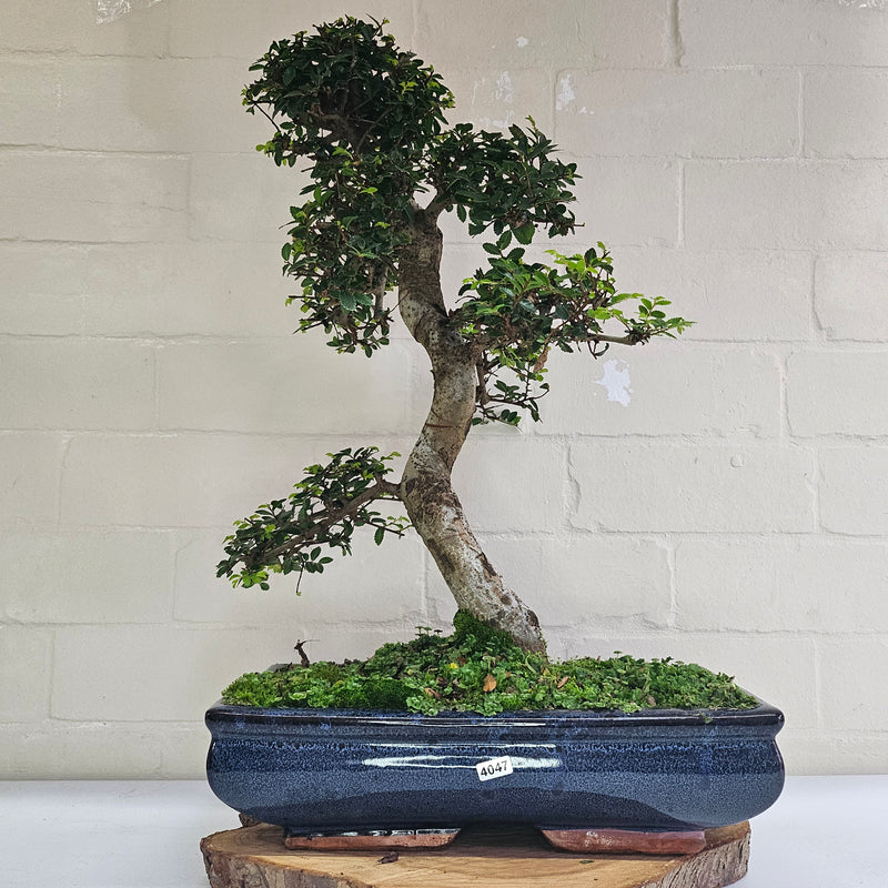 Large Chinese Elm (Ulmus Parvifolia) Bonsai Tree | Shaped | In 35cm Pot