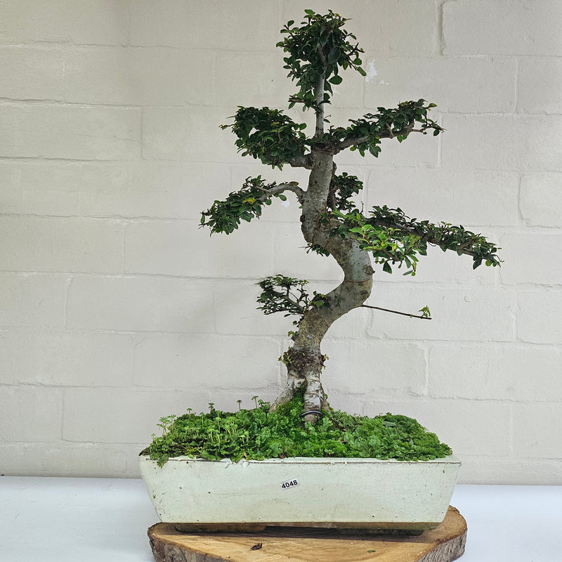 Large Chinese Elm (Ulmus Parvifolia) Bonsai Tree | Shaped | In 35cm Pot