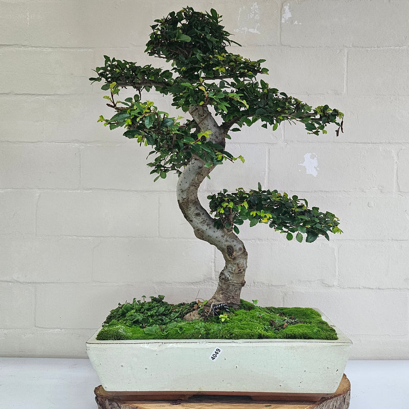 Large Chinese Elm (Ulmus Parvifolia) Bonsai Tree | Shaped | In 35cm Pot