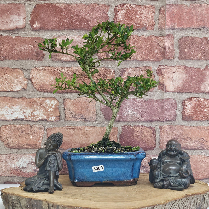 Japanese Holly (Ilex Crenata) Bonsai Tree | Shaped | In 15cm Pot