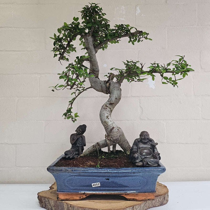 Chinese Elm (Ulmus Parvifolia) Bonsai Tree | Shaped | In 30cm Pot