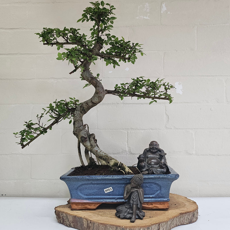 Chinese Elm (Ulmus Parvifolia) Bonsai Tree | Shaped | In 30cm Pot