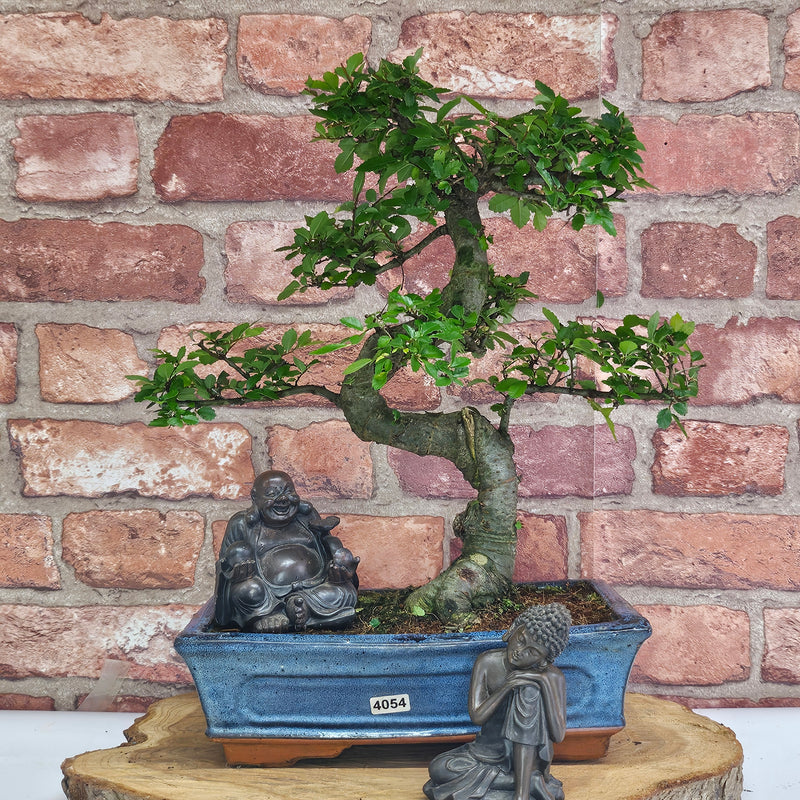 Chinese Elm (Ulmus Parvifolia) Bonsai Tree | Shaped | In 25cm Pot