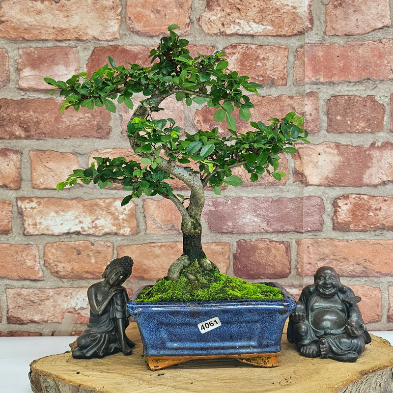 Chinese Elm (Ulmus Parvifolia) Bonsai Tree | Shaped | In 15cm Pot