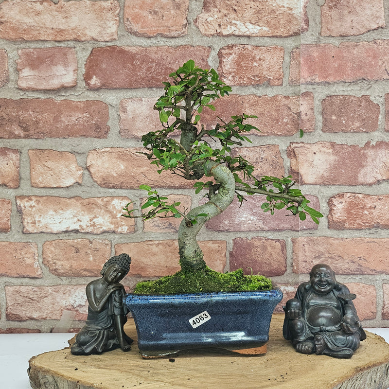 Chinese Elm (Ulmus Parvifolia) Bonsai Tree | Shaped | In 15cm Pot