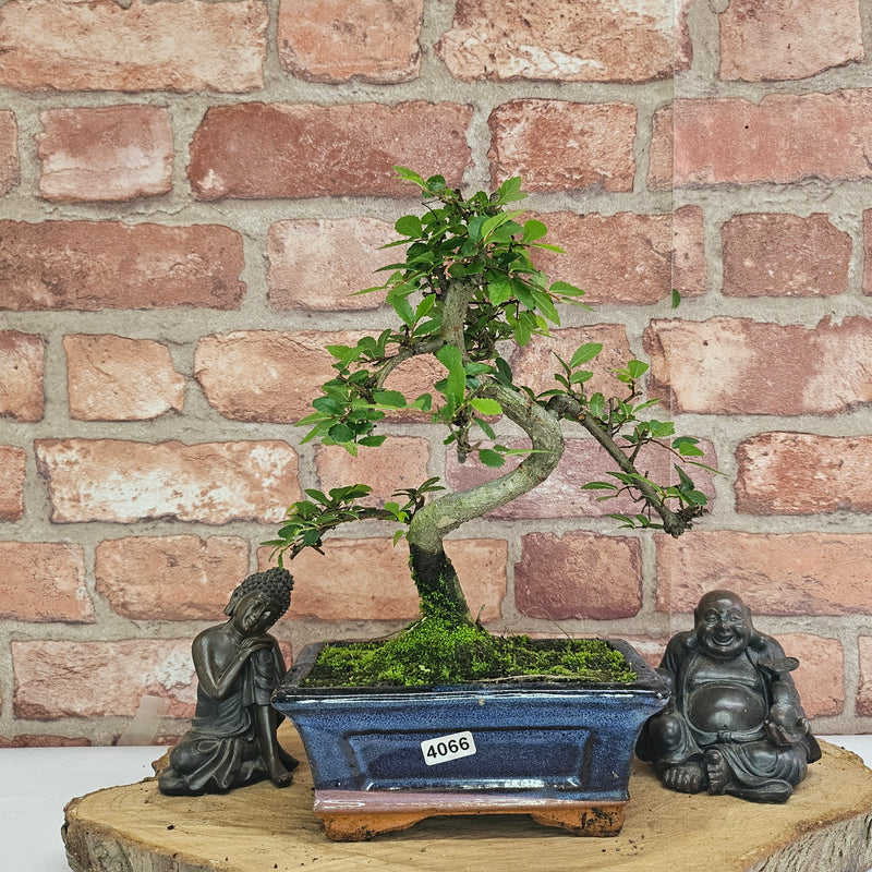 Chinese Elm (Ulmus Parvifolia) Bonsai Tree | Shaped | In 15cm Pot