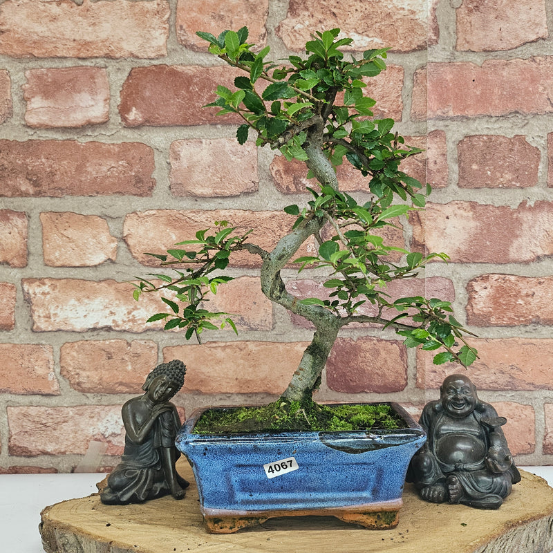 Chinese Elm (Ulmus Parvifolia) Bonsai Tree | Shaped | In 15cm Pot