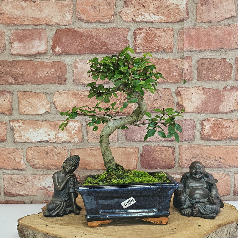 Chinese Elm (Ulmus Parvifolia) Bonsai Tree | Shaped | In 15cm Pot