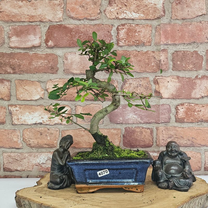 Chinese Elm (Ulmus Parvifolia) Bonsai Tree | Shaped | In 15cm Pot