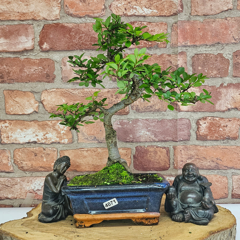 Chinese Elm (Ulmus Parvifolia) Bonsai Tree | Shaped | In 15cm Pot