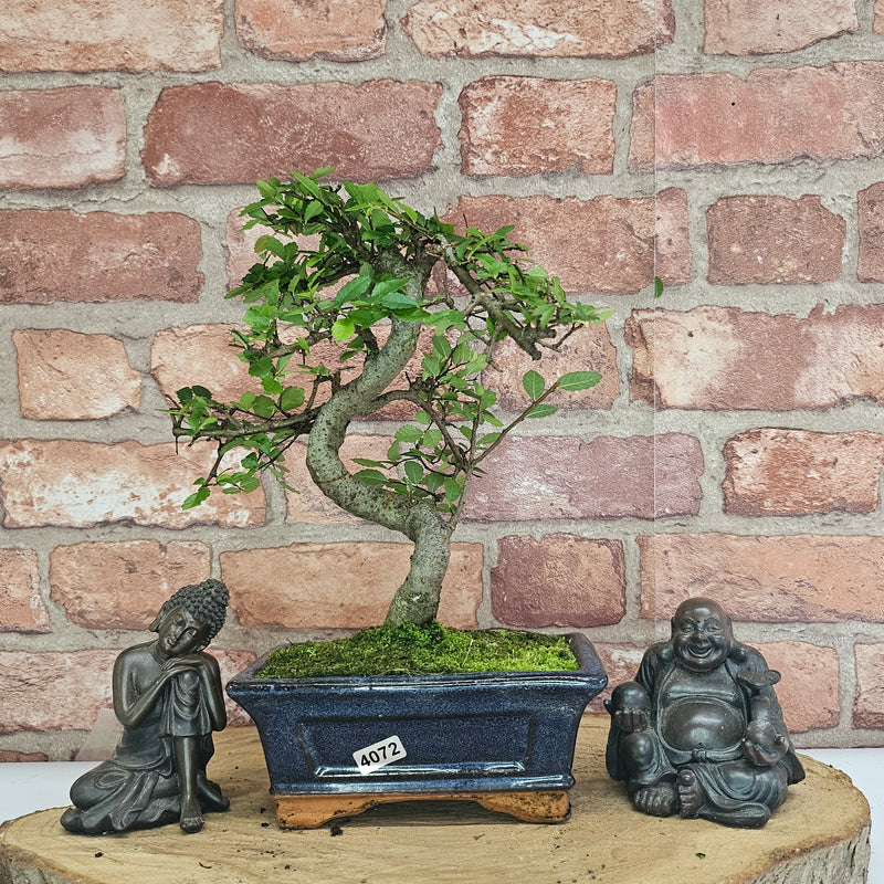 Chinese Elm (Ulmus Parvifolia) Bonsai Tree | Shaped | In 15cm Pot