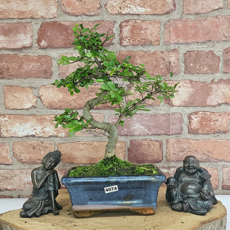 Chinese Elm (Ulmus Parvifolia) Bonsai Tree | Shaped | In 15cm Pot