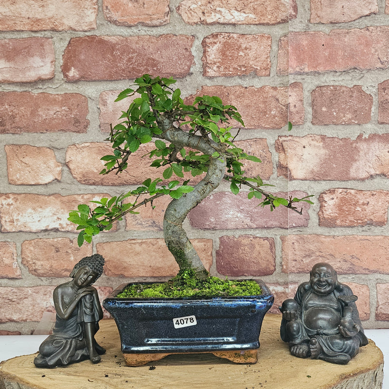 Chinese Elm (Ulmus Parvifolia) Bonsai Tree | Shaped | In 15cm Pot