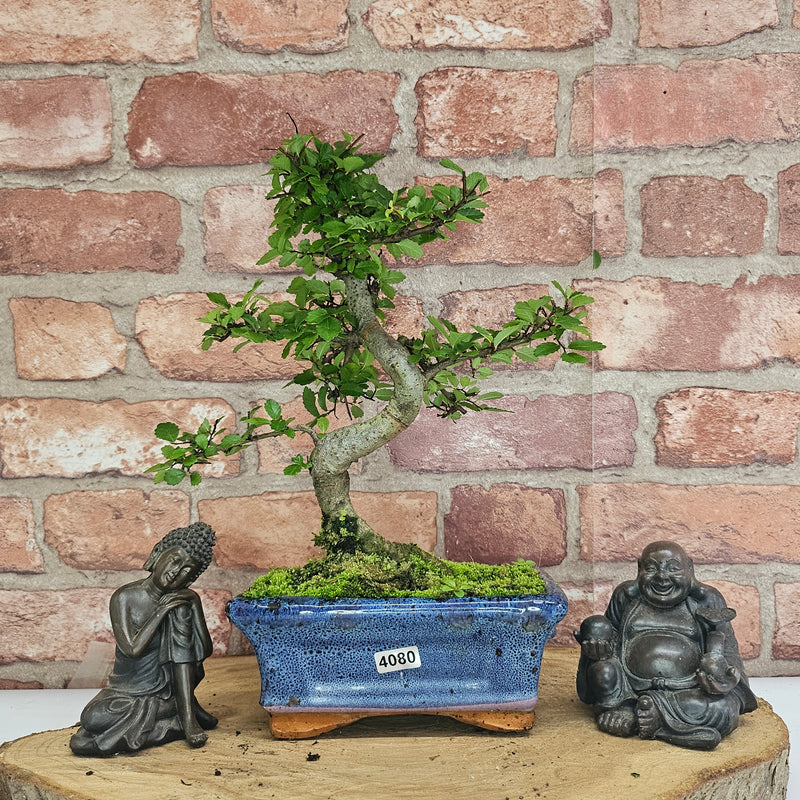 Chinese Elm (Ulmus Parvifolia) Bonsai Tree | Shaped | In 15cm Pot