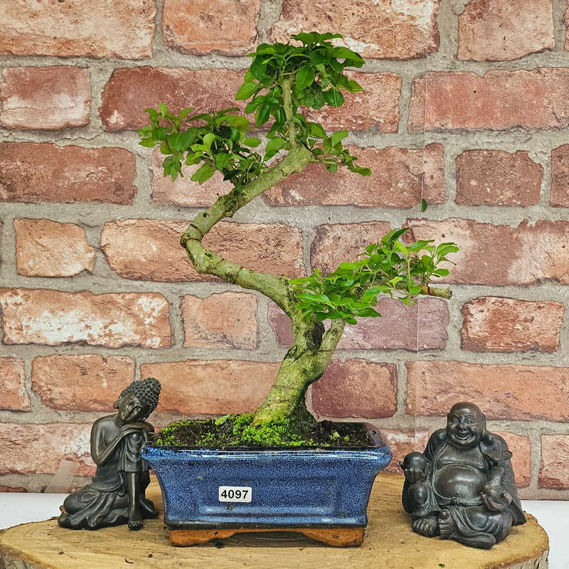 Chinese Privet (Ligustrum Sinense) Bonsai Tree | Shaped | In 15cm Pot