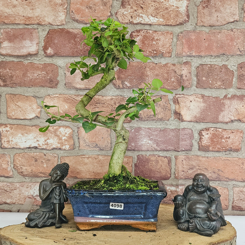 Chinese Privet (Ligustrum Sinense) Bonsai Tree | Shaped | In 15cm Pot