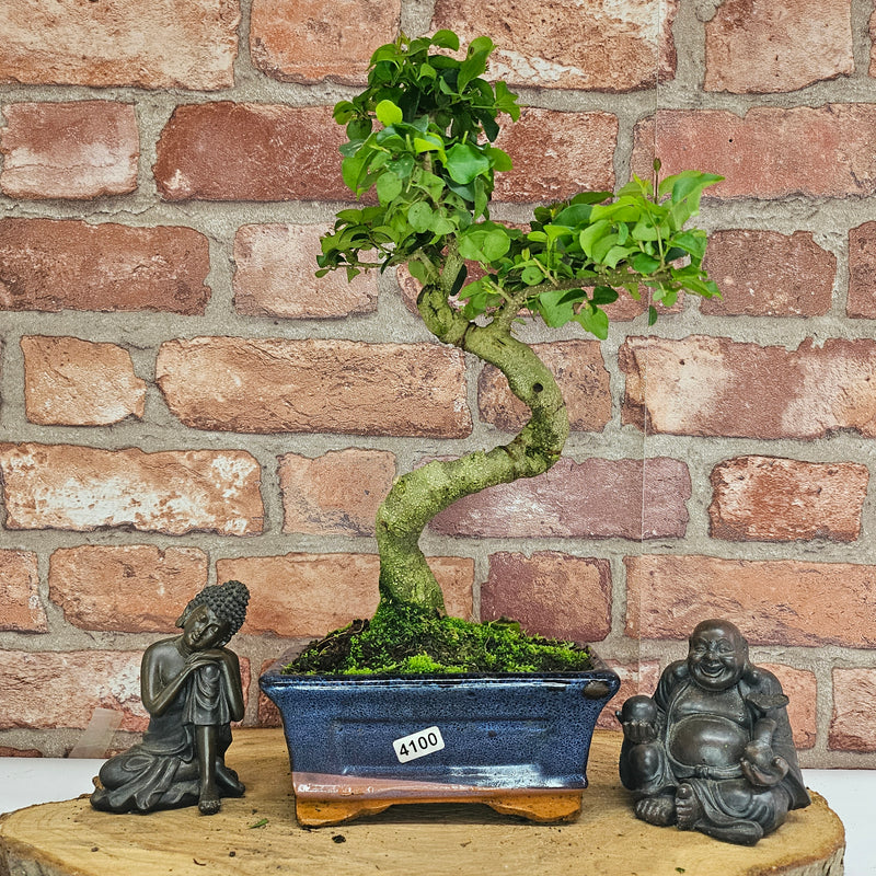 Chinese Privet (Ligustrum Sinense) Bonsai Tree | Shaped | In 15cm Pot