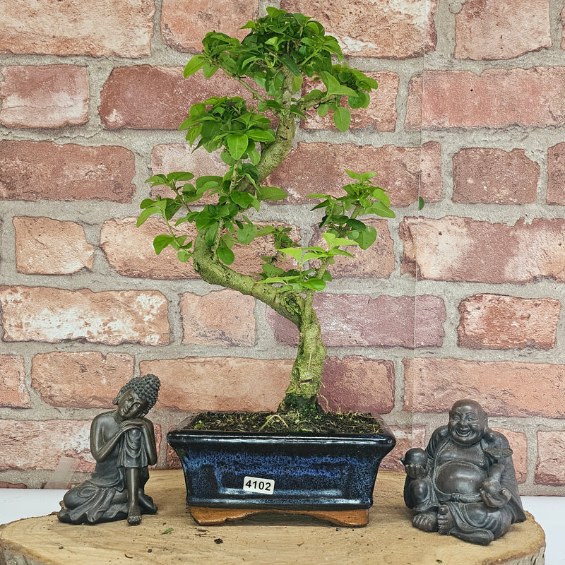 Chinese Privet (Ligustrum Sinense) Bonsai Tree | Shaped | In 15cm Pot