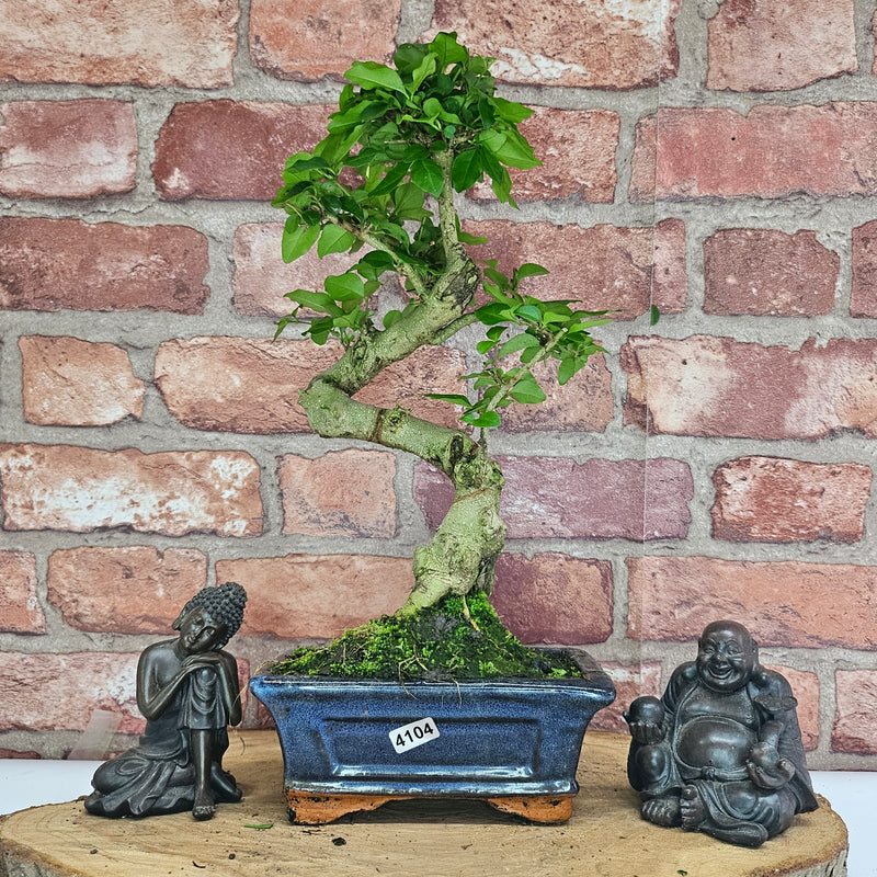 Chinese Privet (Ligustrum Sinense) Bonsai Tree | Shaped | In 15cm Pot