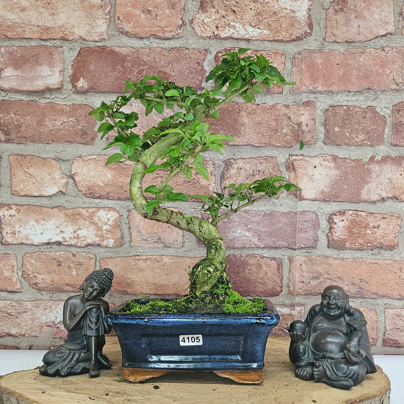 Chinese Privet (Ligustrum Sinense) Bonsai Tree | Shaped | In 15cm Pot