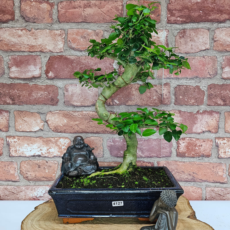 Chinese Privet (Ligustrum Sinense) Bonsai Tree | Shaped | In 25cm Pot