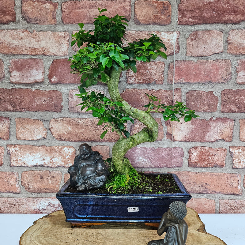 Chinese Privet (Ligustrum Sinense) Bonsai Tree | Shaped | In 25cm Pot