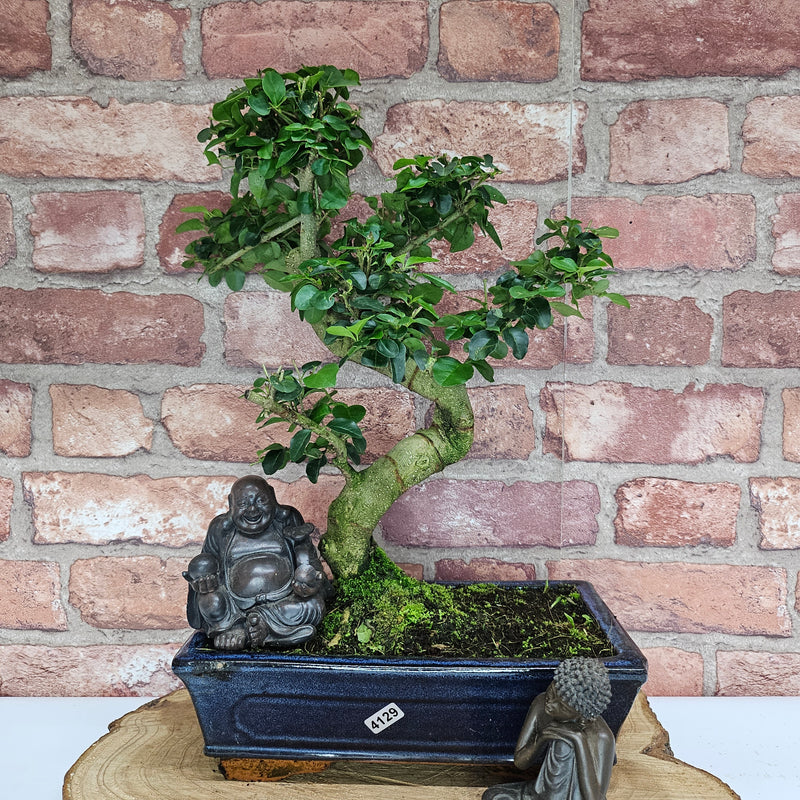 Chinese Privet (Ligustrum Sinense) Bonsai Tree | Shaped | In 25cm Pot