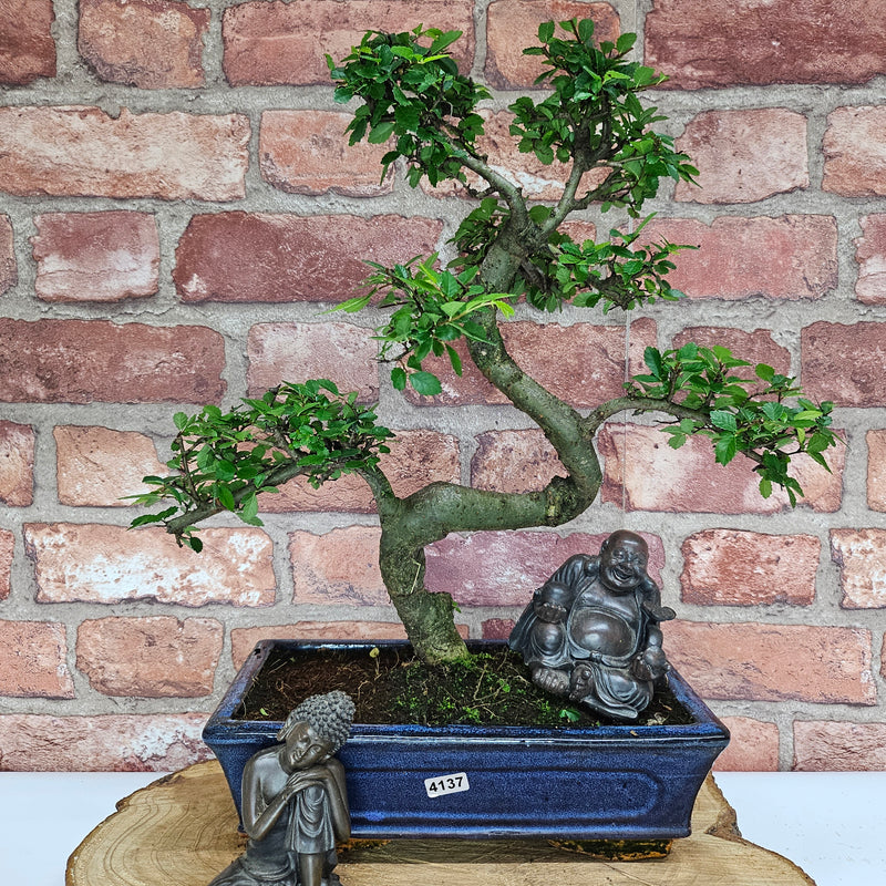 Chinese Elm (Ulmus Parvifolia) Bonsai Tree | Shaped | In 25cm Pot