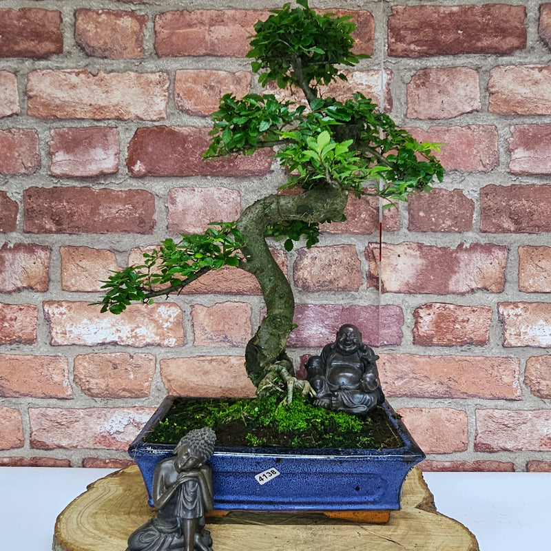 Chinese Elm (Ulmus Parvifolia) Bonsai Tree | Shaped | In 25cm Pot