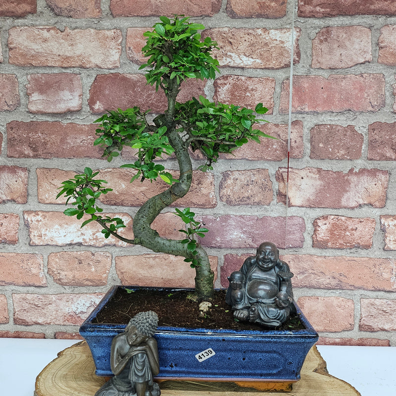 Chinese Elm (Ulmus Parvifolia) Bonsai Tree | Shaped | In 25cm Pot