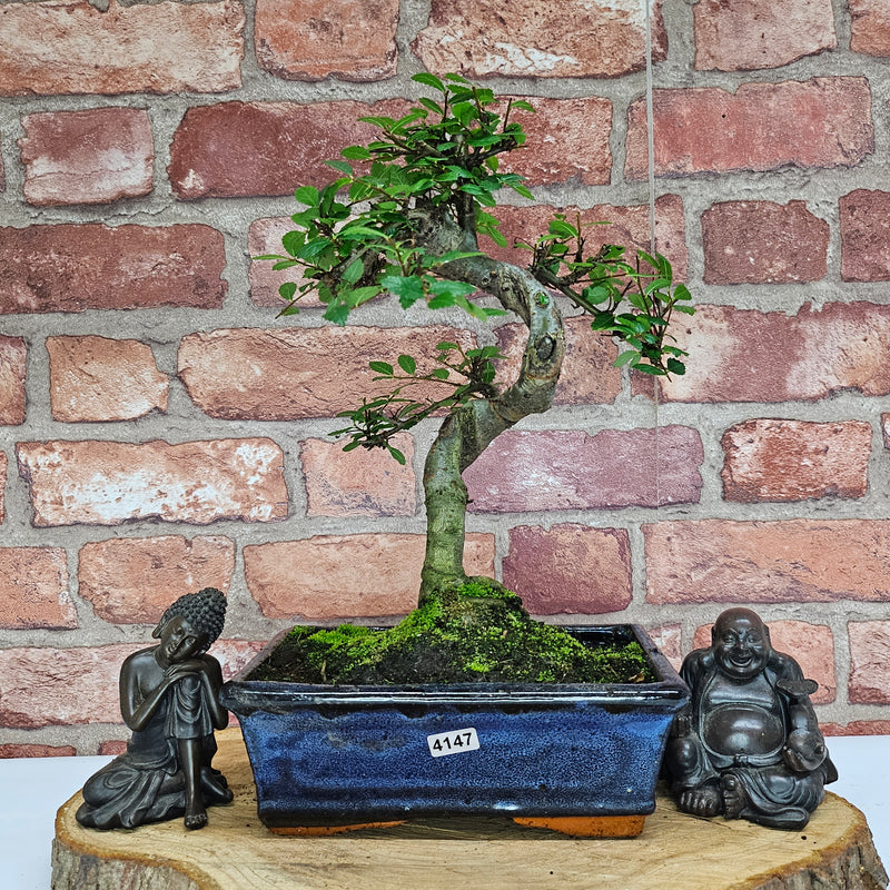 Chinese Elm (Ulmus Parvifolia) Bonsai Tree | Shaped | In 20cm Pot