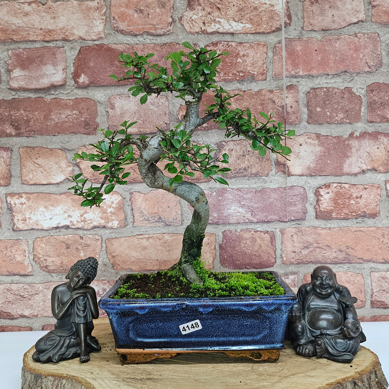 Chinese Elm (Ulmus Parvifolia) Bonsai Tree | Shaped | In 20cm Pot