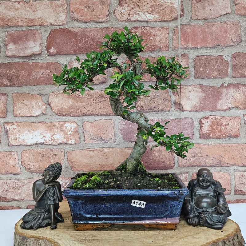 Chinese Elm (Ulmus Parvifolia) Bonsai Tree | Shaped | In 20cm Pot