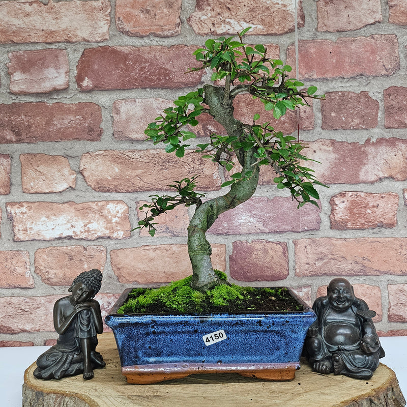 Chinese Elm (Ulmus Parvifolia) Bonsai Tree | Shaped | In 20cm Pot