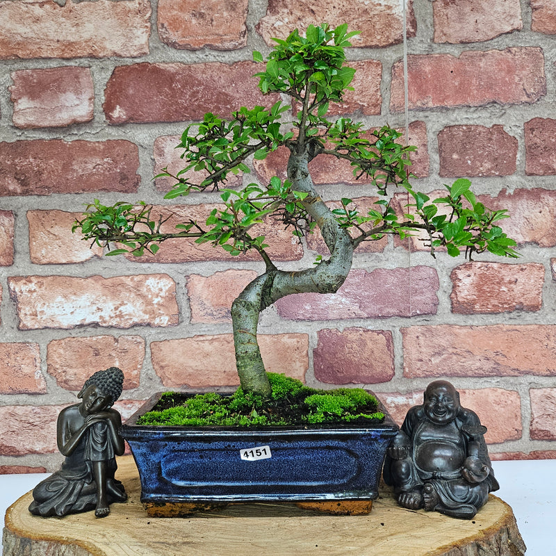 Chinese Elm (Ulmus Parvifolia) Bonsai Tree | Shaped | In 20cm Pot