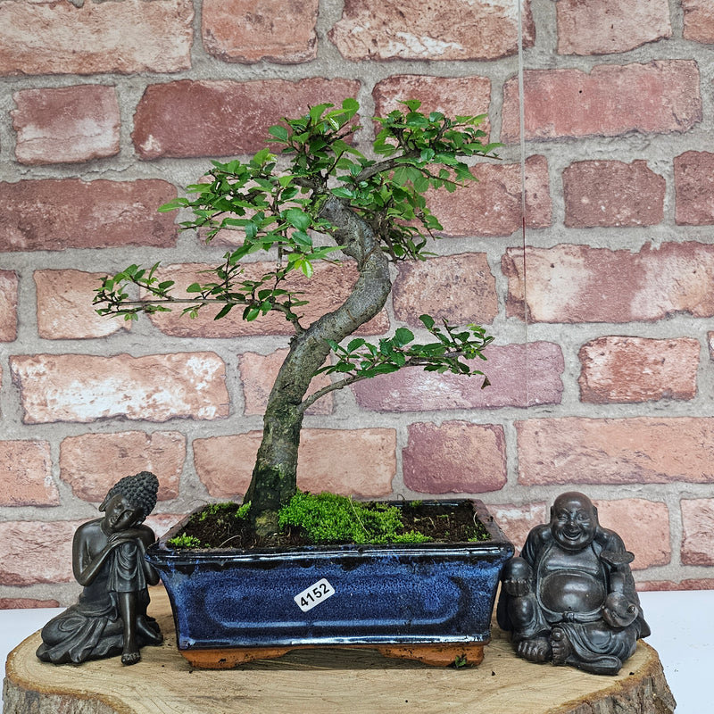 Chinese Elm (Ulmus Parvifolia) Bonsai Tree | Shaped | In 20cm Pot