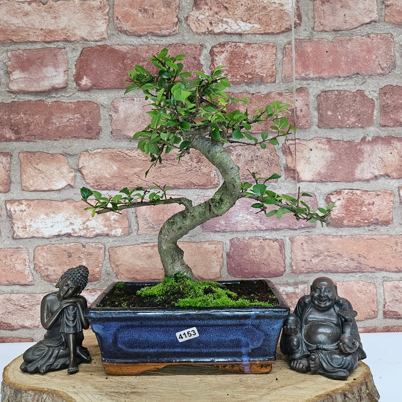 Chinese Elm (Ulmus Parvifolia) Bonsai Tree | Shaped | In 20cm Pot