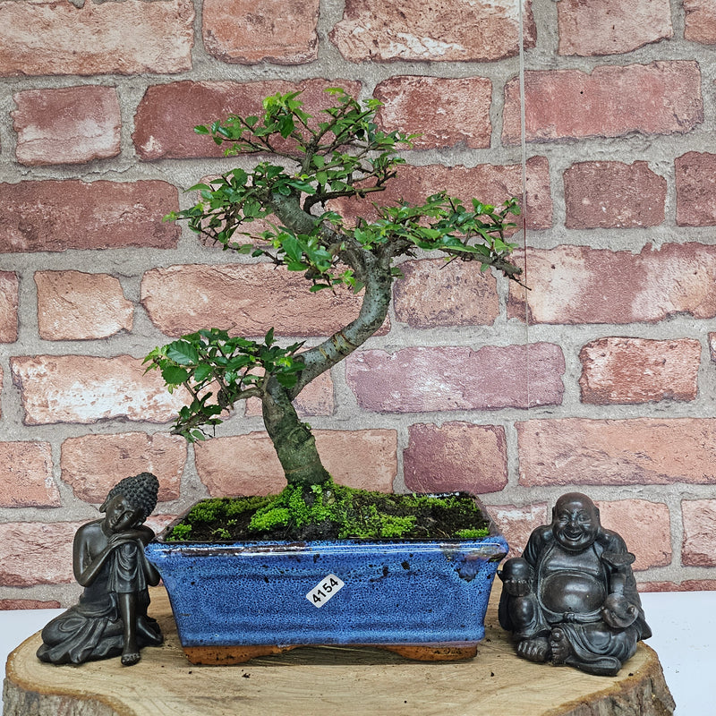 Chinese Elm (Ulmus Parvifolia) Bonsai Tree | Shaped | In 20cm Pot