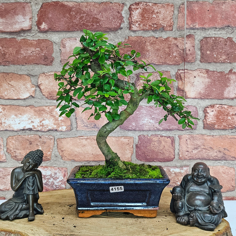 Chinese Elm (Ulmus Parvifolia) Bonsai Tree | Shaped | In 15cm Pot