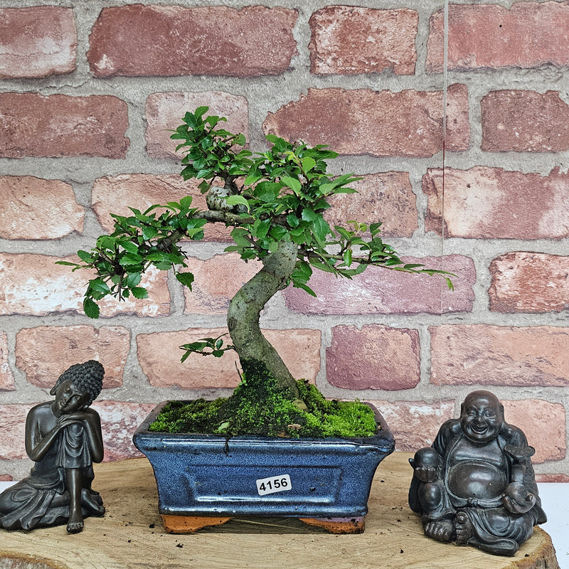 Chinese Elm (Ulmus Parvifolia) Bonsai Tree | Shaped | In 15cm Pot