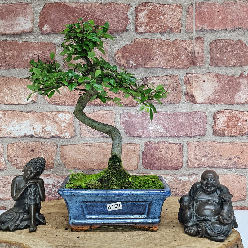 Chinese Elm (Ulmus Parvifolia) Bonsai Tree | Shaped | In 15cm Pot